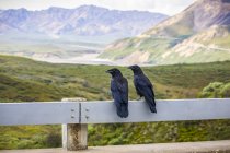 A pair of young ravens sit on the railing of a bridge above where their nest was, Sable Pass area before Polychrome Pass, Denali National Park and Preserve; Alaska, United States of America — Stock Photo