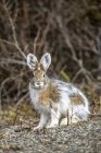 Lebre de sapato de neve (Lepus americanus) mudando para cores de verão, Denali National Park e Preserve; Alaska, Estados Unidos da América — Fotografia de Stock