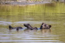 Vista panorámica de oso lindo nadando en el río en la espalda - foto de stock
