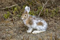 Заєць снігоступів (Lepus americanus) змінюється на літні кольори, національний парк і заповідник Деналі; Аляска, Сполучені Штати Америки. — стокове фото