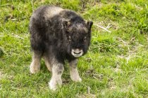 Muskox calf (Ovibos moschatus), less than a month old, looking at the camera, Alaska Wildlife Conservation Center; Portage, Alaska, United States of America — Stock Photo