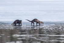 Ein Paar Flussotter in der Nähe des Sees am Süd-Zentralalaska; alaska, vereinigte Staaten von Amerika — Stockfoto