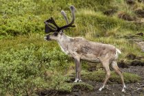 Caribou taureau (Rangifer tarandus) avec des bois en velours, mais manteaux de printemps généralement assez ratty regarder, Intérieur Alaska ; Alaska, États-Unis d'Amérique — Photo de stock