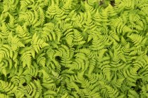 A large patch of ferns at the Russian River Falls Trail on the Kenai Peninsula, near the parking area for hikers, South-central Alaska; Alaska, United States of America — Stock Photo
