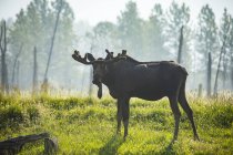 Alce de toro con astas en terciopelo en la naturaleza salvaje - foto de stock