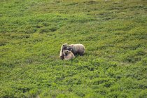 Гризли сеет (Ursus arctos horribilis) сопли со своими двумя детенышами сразу после ухода там на тундре, внутренней Аляске, Денали Национальный парк и заповедник; Аляска, Соединенные Штаты Америки — стоковое фото