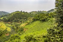 Vista panorámica de las plantaciones de té; Kachulagenyi, Región occidental, Uganda - foto de stock