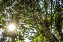 Végétation marécageuse avec éclat de soleil à travers les arbres, Sanctuaire des zones humides de Bigodi, près de la forêt de Kibale ; Région occidentale, Ouganda — Photo de stock