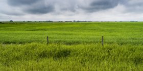 Пышные зеленые поля сельскохозяйственных угодий под пасмурным небом в прериях Альберты, округ Рокки-Вью; Альберта, Канада — стоковое фото