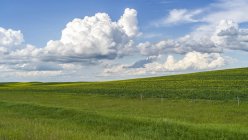 Пышные зеленые поля сельхозугодий под голубым небом с облаками в прериях Альберты, округ Рокки-Вью; Альберта, Канада — стоковое фото