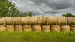 Сварочные тюки сена; Альберта, Канада — стоковое фото