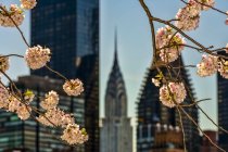 Flores de cerezo y el edificio Chrysler; Ciudad de Nueva York, Nueva York, Estados Unidos de América - foto de stock