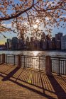 Puesta de sol detrás de flores de cerezo (Kwanzan Prunus serrulata) con una vista del horizonte de Manhattan, vista desde Roosevelt Island; Nueva York, Estados Unidos de América - foto de stock