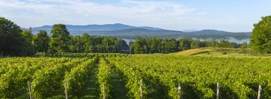 Vineyard with mountains in the distance; Shefford, Quebec, Canada — Stock Photo