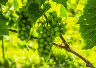 Кластер зеленого винограда на винограднике — стоковое фото