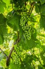 Cluster of green grapes on a grapevine vineyard — Stock Photo