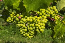 Agrupamento de uvas verdes numa vinha de videira — Fotografia de Stock