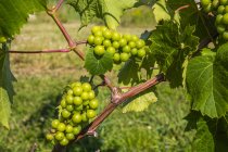 Grappe de raisins verts sur un vignoble viticole — Photo de stock