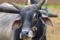 Buffalo con un yugo; Estado de Shan, Myanmar - foto de stock