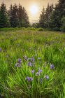 Wild irises in bloom in Tongass National Forest with a warm glowing sun; Alaska, United States of America — Stock Photo