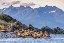 Морские львы, выходящие из воды на берег вдоль побережья Аляски с горным хребтом на заднем плане; Аляска, Соединенные Штаты Америки — стоковое фото