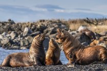 Los leones marinos en la orilla parecen estar hablando entre sí; Alaska, Estados Unidos de América. - foto de stock