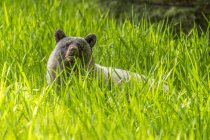Vista panorámica de majestuoso oso en la naturaleza salvaje - foto de stock