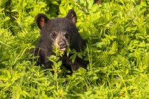 Vista panorámica de majestuoso oso cachorro en la naturaleza salvaje - foto de stock