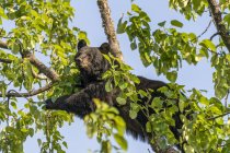Живописный вид величественного медведя на дикую природу, отдыхающего на дереве — стоковое фото