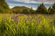 Iris selvatici in fiore nella foresta nazionale di Tongass al crepuscolo; Alaska, Stati Uniti d'America — Foto stock