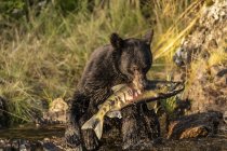 Живописный вид величественного медведя на дикую природу, поедающего рыбу — стоковое фото