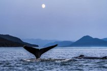 Мальовничий вид на горбатого кита, який плаває у воді — стокове фото