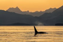 Malerischer Blick auf Orca-Wale, die im Wasser schwimmen — Stockfoto