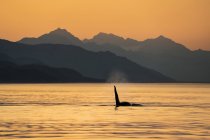 Vista panoramica di orca balena nuoto in acqua — Foto stock