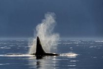 Vista panorâmica da baleia jubarte nadando em água — Fotografia de Stock