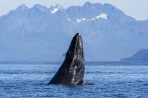 Blick auf Buckelwal, der im Wasser schwimmt — Stockfoto