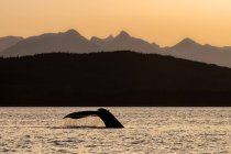 Живописный вид на купающихся в воде китов — стоковое фото