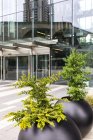 Entrance doors to a glass facade building with trees in planters outside, seen walking from Surrey Central to Guildford; Surrey, British Columbia, Canada — стоковое фото