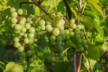 Green grapes ripening in clusters on a vine; Shefford, Quebec, Canada — Stock Photo
