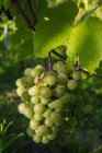 Green grapes ripening in clusters on a vine; Shefford, Quebec, Canada — Stockfoto