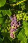 Frontenac Noir Grapes ripening in a cluster on a vine; Shefford, Quebec, Canada - foto de stock