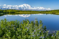 View of Denali and it's reflection in Reflection Pond taken from the park road while driving to Wonder Lake, Denali National Park and Preserve; Alaska, United States of America - foto de stock