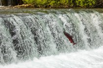 King Salmon, also known as Chinook salmon (Oncorhynchus tshawytscha), attempting to jump the falls at the Fish Hatchery pond, South-central Alaska; Anchorage, Alaska, United States of America - foto de stock