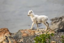 Dall oveja en roca en paisaje natural salvaje escénico - foto de stock