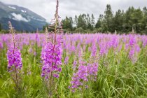 Blooming Fireweed (Chamaenerion angustifolium) in a field, South-central Alaska; Alaska, United States of America — Foto stock