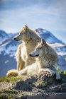 Two female Gray wolves (Canis lupus) looking out with a mountains in the background, Alaska Wildlife Conservation Center; Portage, Alaska, United States of America - foto de stock