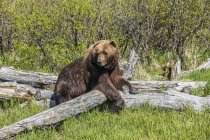 Scenic view of majestic bear at wild nature — Stock Photo