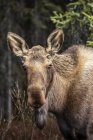 Scenic view of moose at nature of Denali National Park and Preserve; Alaska, United States of America — Stock Photo