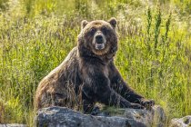 Vista panoramica di maestoso orso a natura selvaggia sdraiato sulla roccia — Foto stock