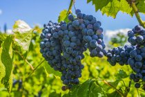 Cluster of purple grapes on a grapevine; Shefford, Quebec, Canada — Photo de stock
